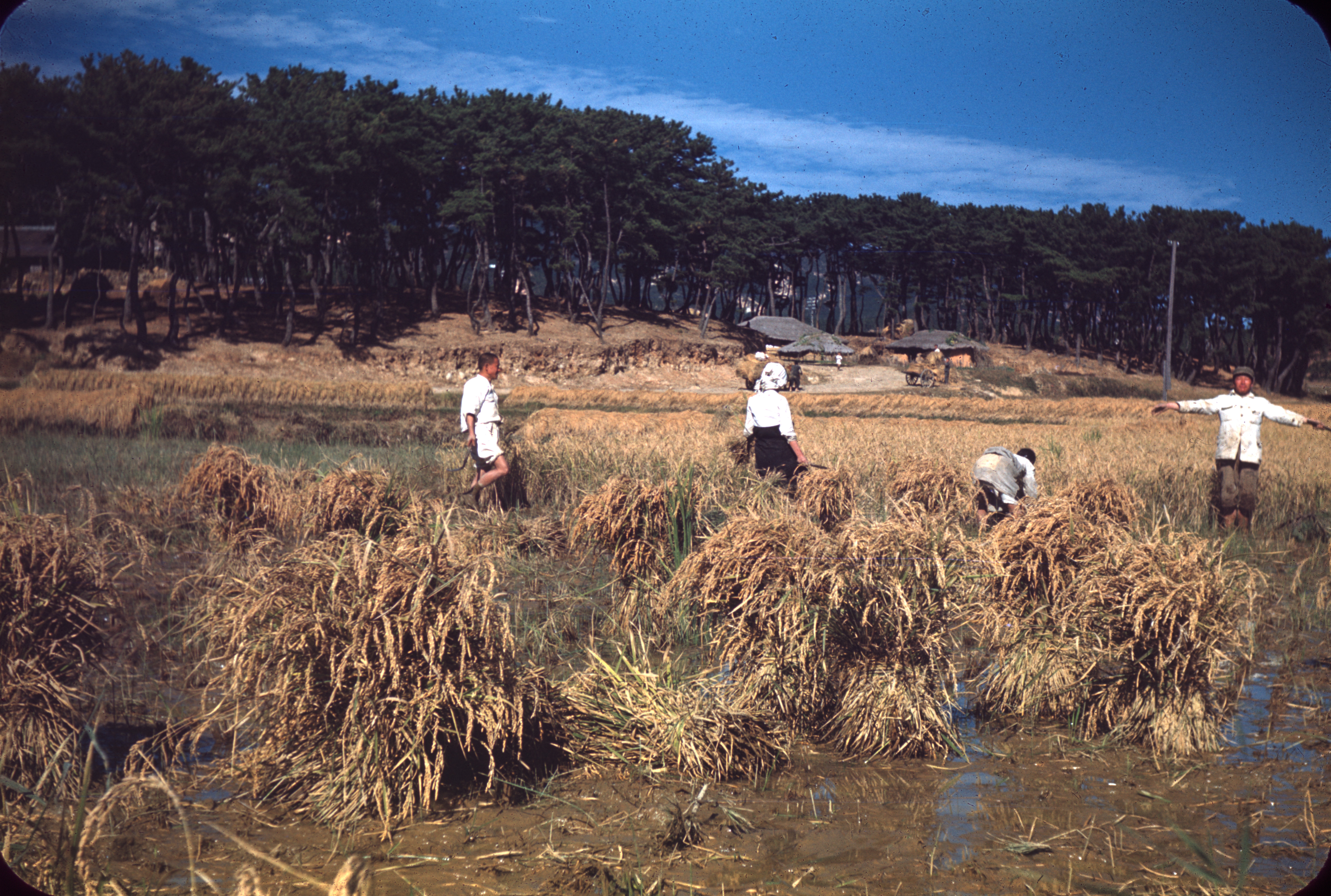 Agriculture